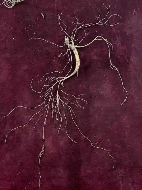 野山参形体完美