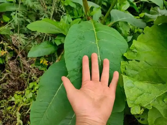 这种野生的植物在农村到处都见到,我们地方上俗称"山萝卜"