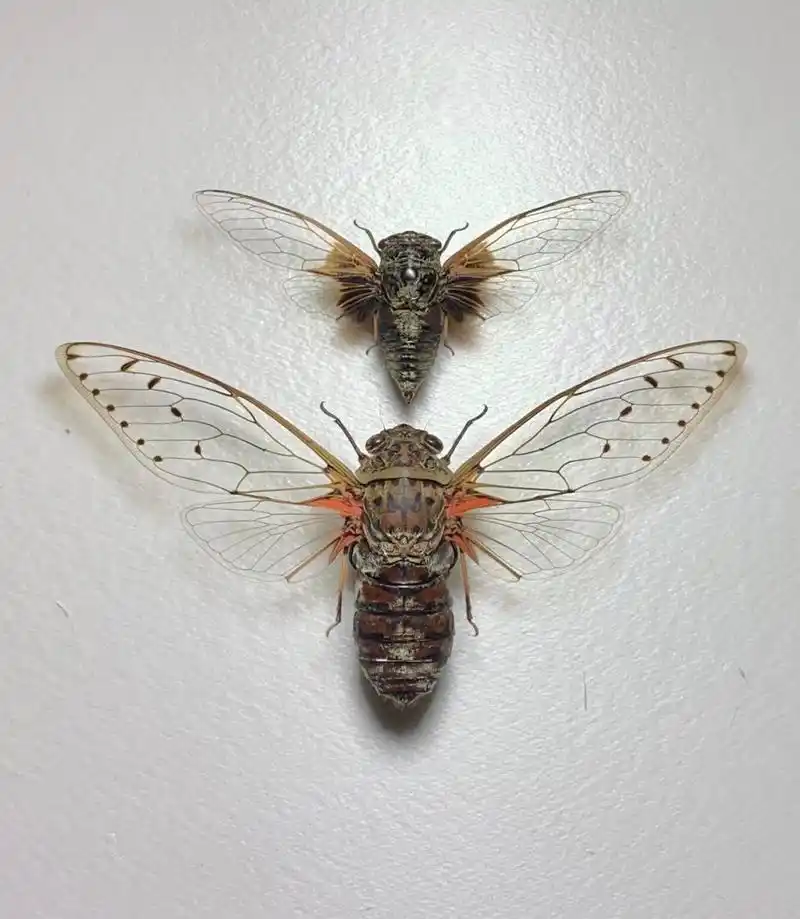 帝王蝉与普通知了的对比～ 上面的小黑蝉就是平常大家最常见到的黑