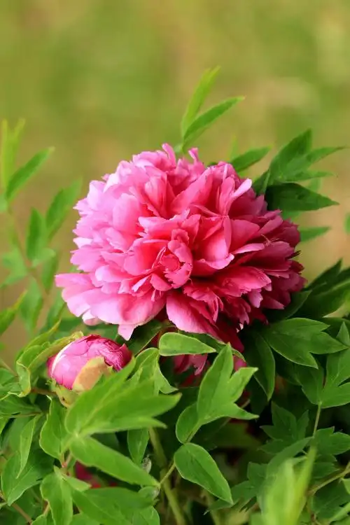 国色天香牡丹情