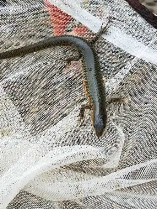 这种蜥蜴有毒吗?今天掉水里了,我把他捞上来了.