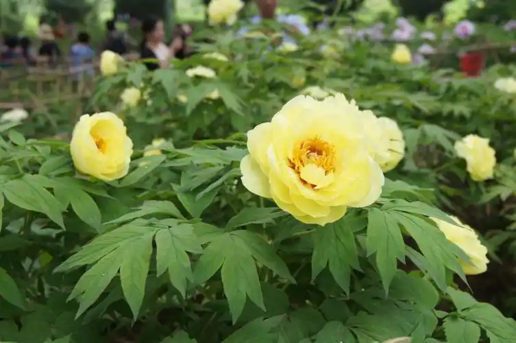 国色天香——洛阳牡丹