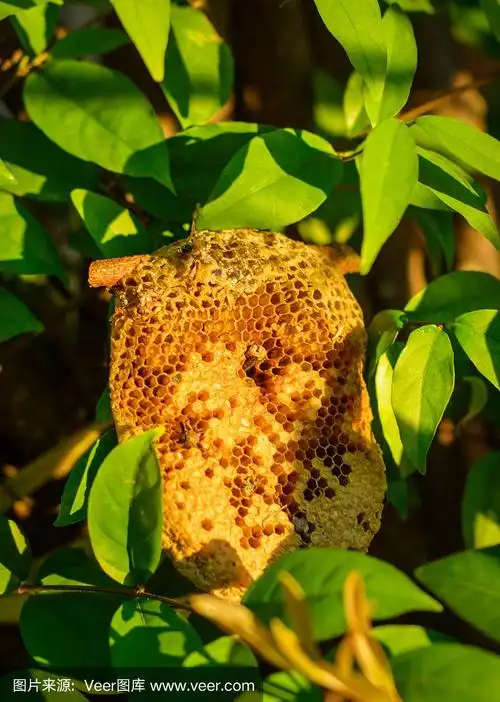 蜂巢蜂窝