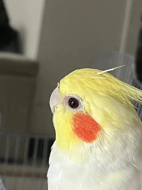 求助请问这是得了单眼伤风吗