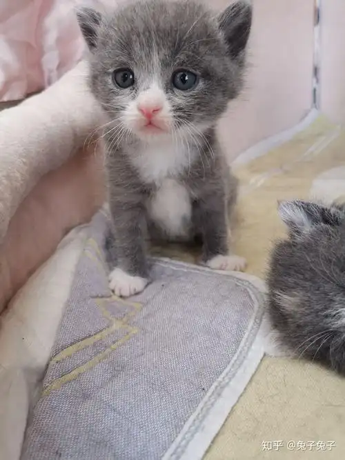 蓝猫和橘猫可以杂交吗如果可以的话有实际案例吗