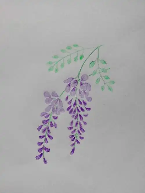 手绘紫藤