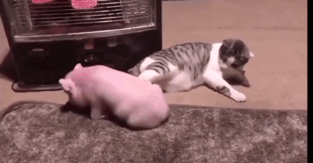 扎心了从郁郁寡欢到眉开眼笑猫咪为了糊口表情竟然自由切换