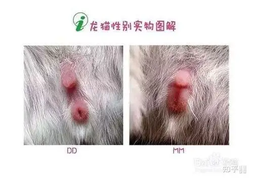 龙猫的性特征不明显该怎么分辨公母?