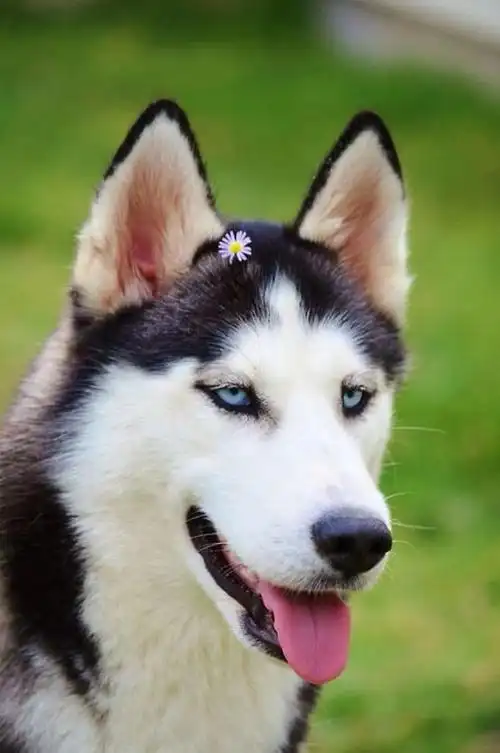 好想帮哈士奇做一组动态贴图喔