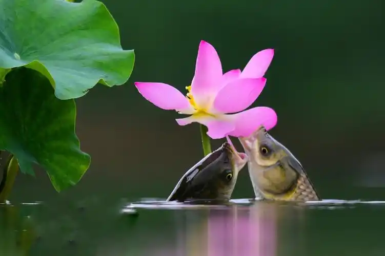 蝴蝶飞舞与荷花