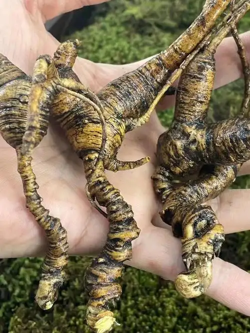 三十多年老山参芦碗相当紧密长皮条须圆芦卡对碗儿53克人参野山参健康