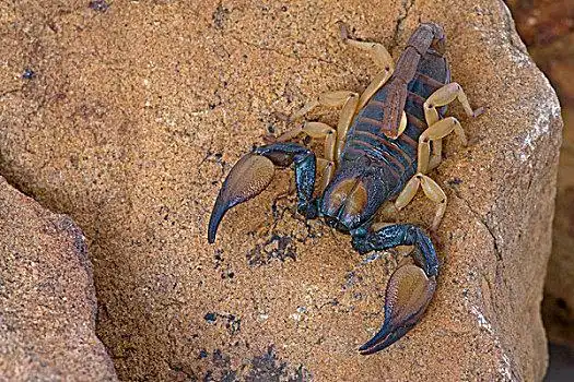 蝎子图片_蝎子图片大全_蝎子图片素材