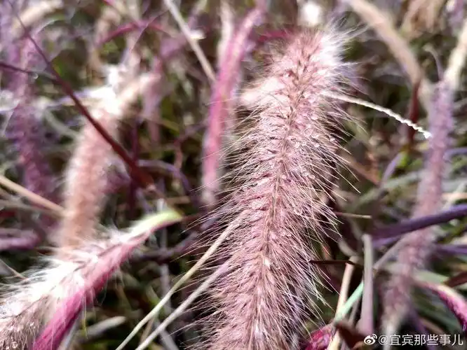 牧地狼尾草,一种像狼尾巴一样灵动的植物,一丛丛的太漂亮的!