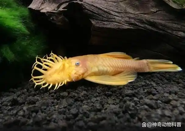 那么有哪些鱼儿具备清洁功能呢?