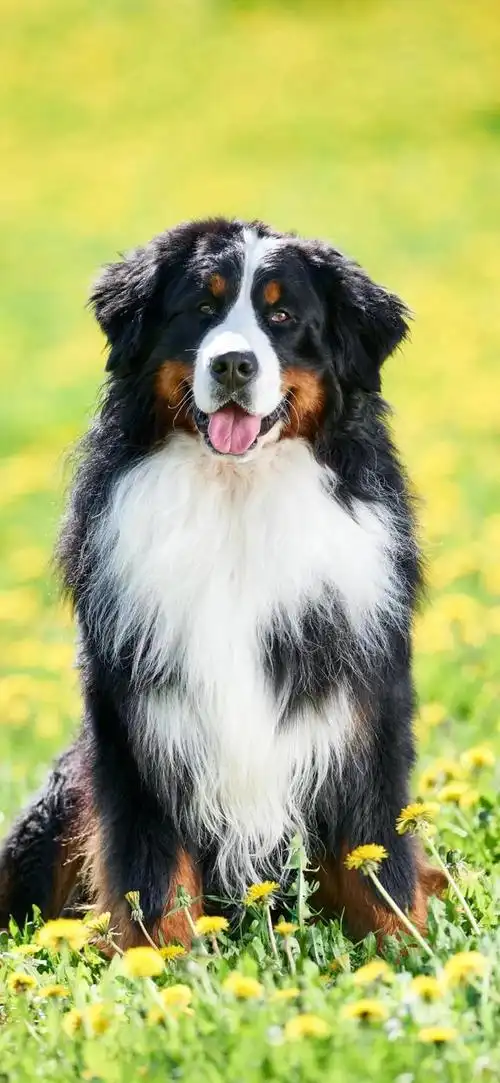 狗狗图片大全大图,茶杯犬图片(茶杯犬图片)