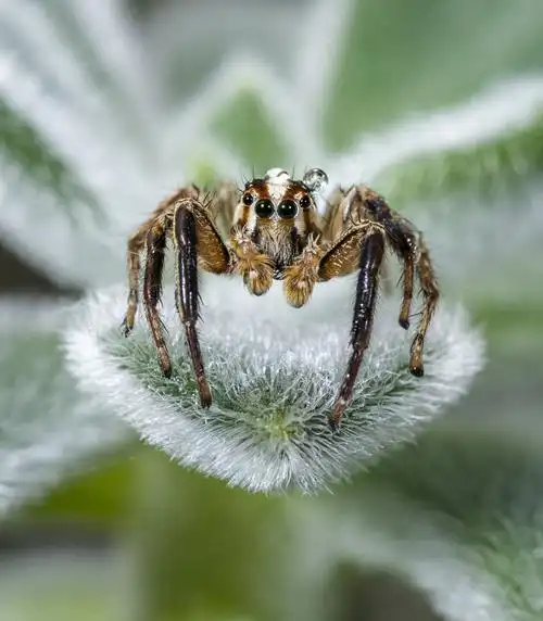 珍贵的昆虫世界 摄影篇/米闲/原创