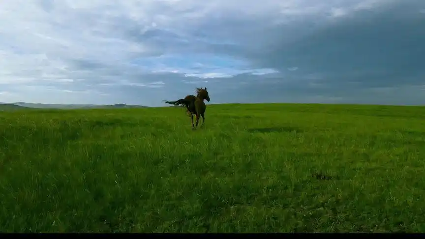 马|草原上奔跑的灵魂