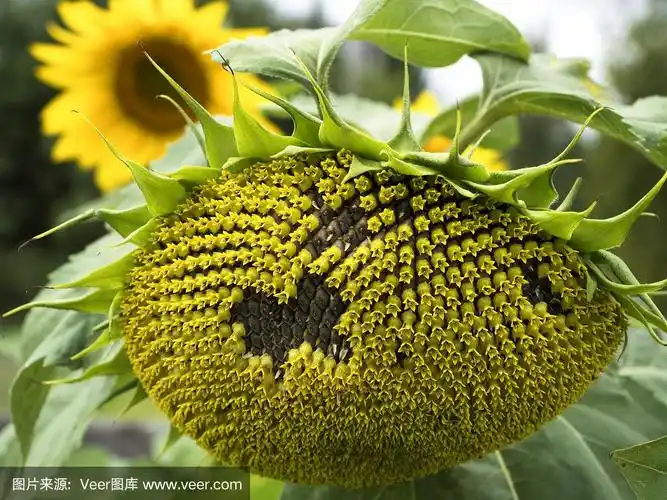 带着成熟种子的向日葵靠近了.