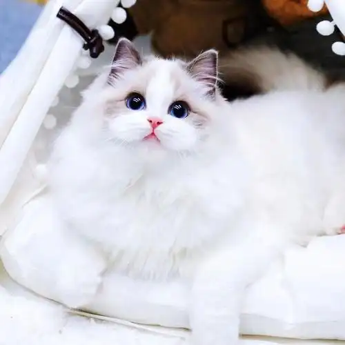 布偶猫幼猫纯种宠物猫幼崽小型可爱仙女猫活幼体海双蓝双猫咪活物