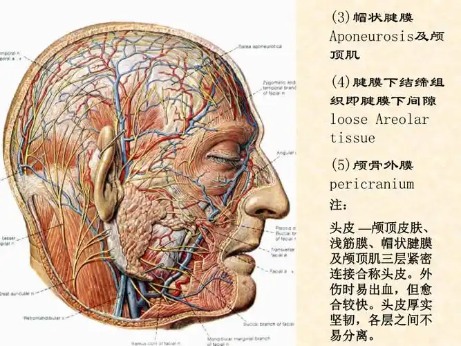 颅顶部及面浅层解剖汇编