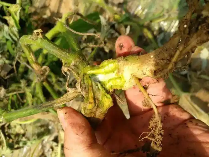 西瓜死棵 病害非主因