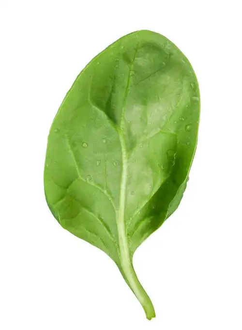 菠菜叶,在白色的背景被隔绝的新鲜菠菜叶