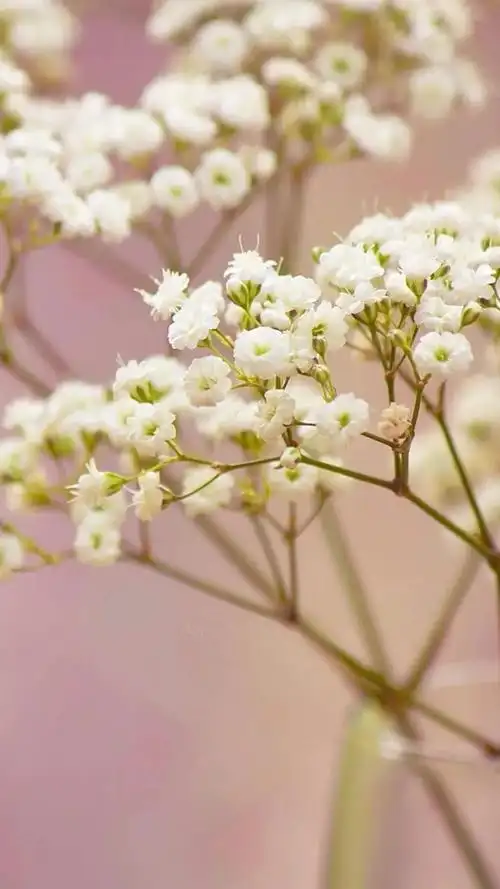 满天星背景图珍惜不期而遇的惊喜也要接受突如其来的离别
