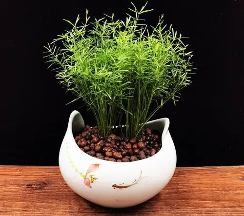 武竹都是怎么繁殖的?