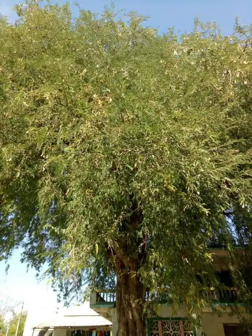 高大的酸梅树上尽是饱满的酸梅,让人口水直流.