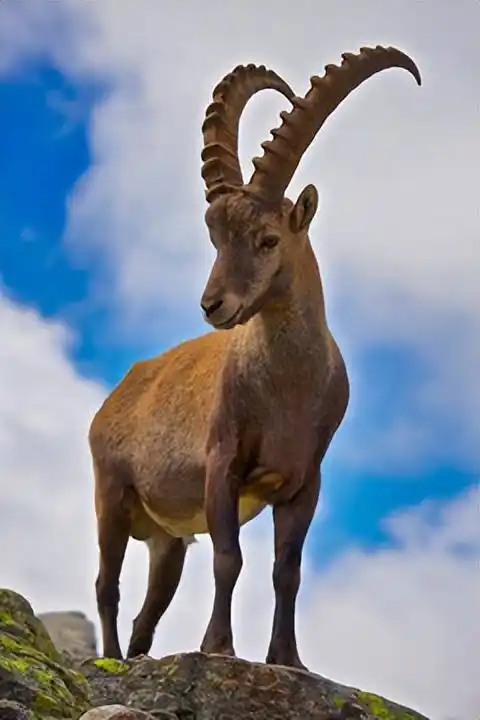 原创高原精灵新疆北山羊是国宝不能吃