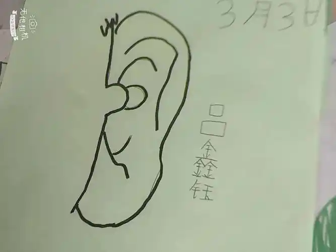 大家一起动手画画我们的小耳朵吧!