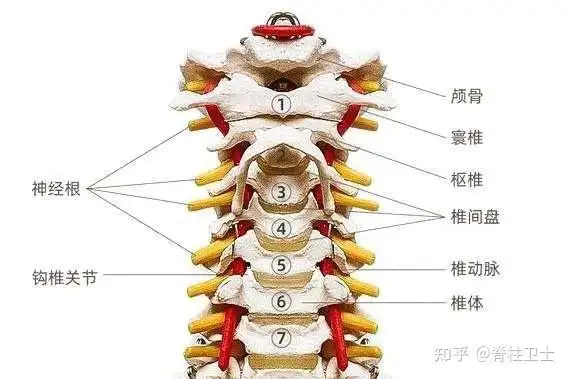 一,常见的病症跟对应颈椎的关系