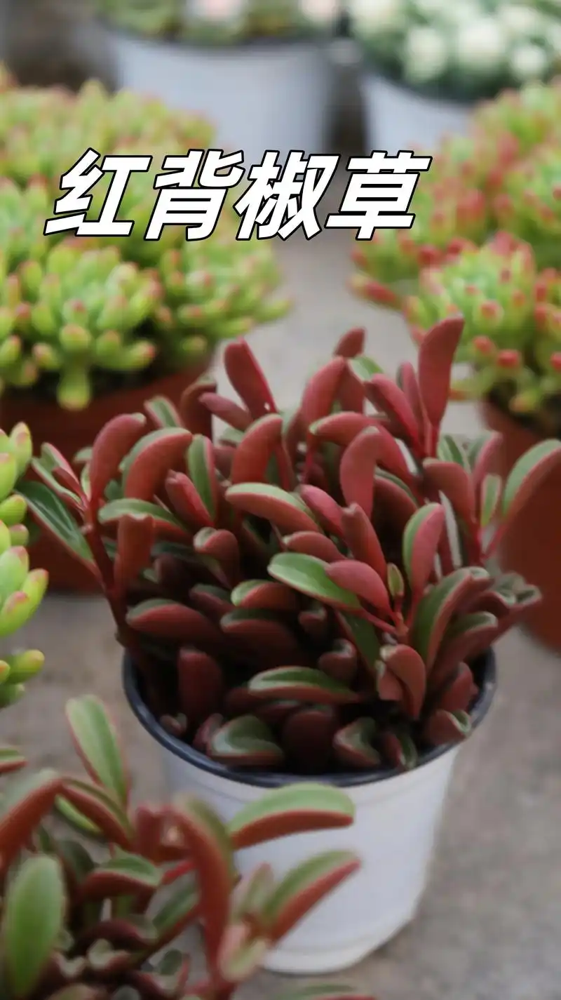 适合摆在桌面的红背椒草,你养过吗.#多肉植物 #爱生活爱养花 - 抖音
