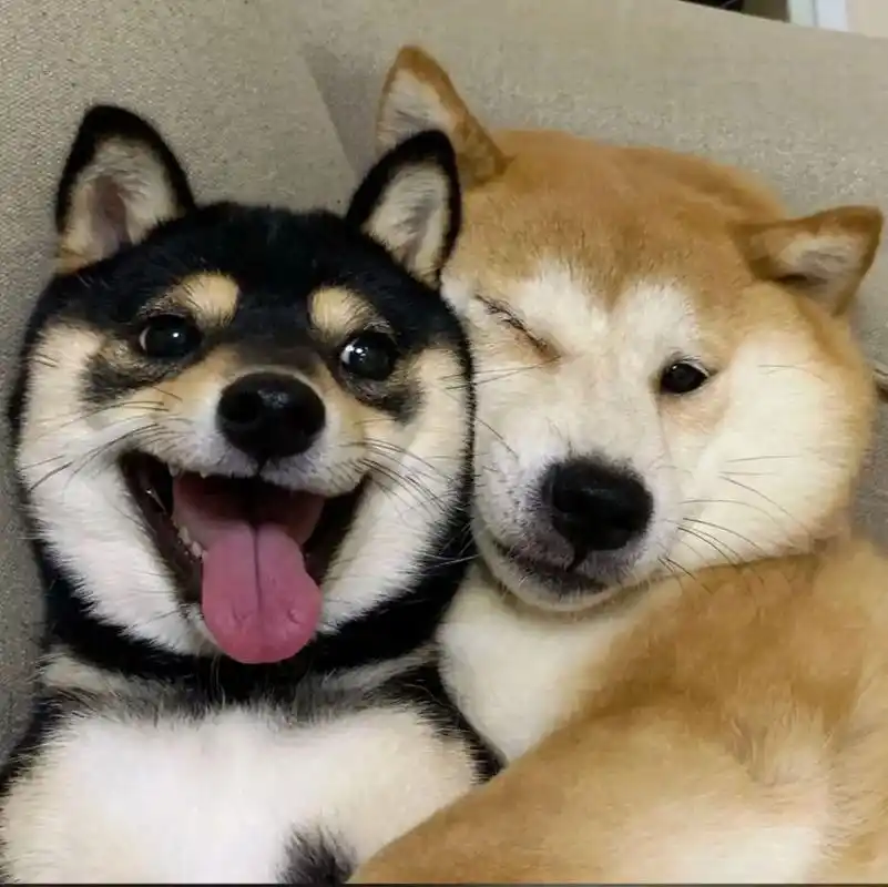 六斤与呼安的冤种日常.#马嘉祺 #张真源 #六斤#呼安 #冤 - 抖音