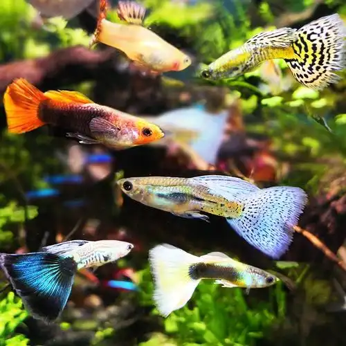 观赏鱼小型淡水繁殖家养宠物鱼能生小鱼胎生热带鱼鱼