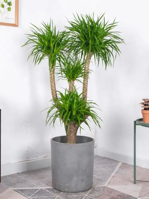 龙须树大型绿植多头客厅旺宅绿植客厅落地式室内大盆栽花草易活真