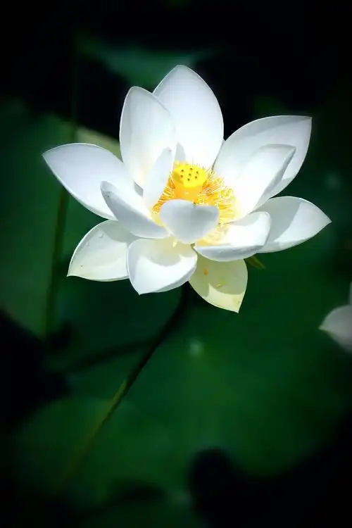 荷花孤洁高雅纯美的意象,清香淳朴天然独秀,端庄玲珑洒脱谦虚纯净.