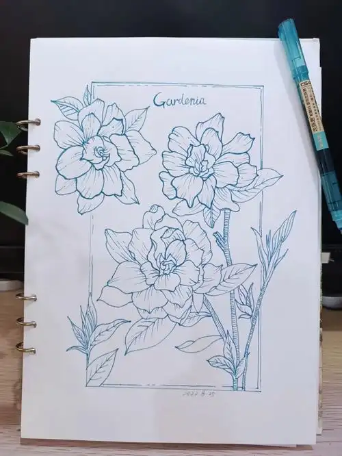 线描栀子花单色线描