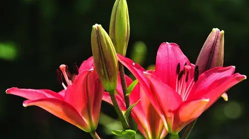 五彩缤纷十种世界上最美的花你见过几种