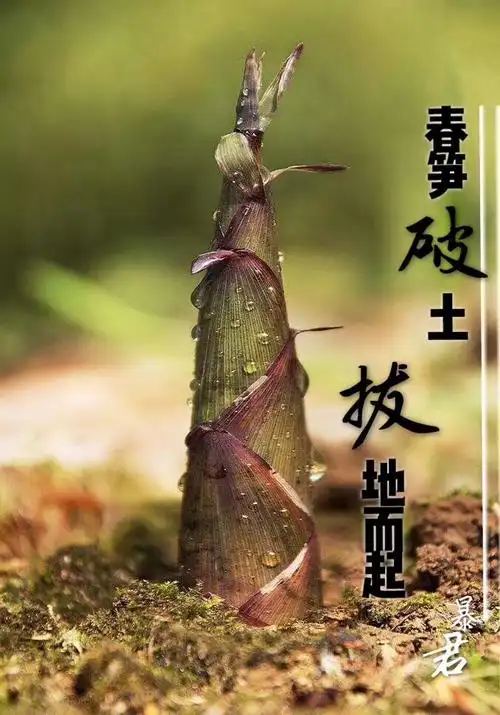 春笋破土拔地而起