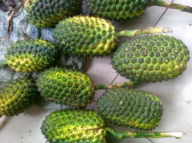 野生假菠萝山菠萝 野菠萝 新鲜品 干品