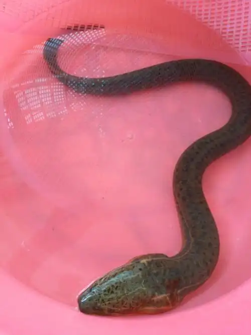 第一次见到活的黄鳝