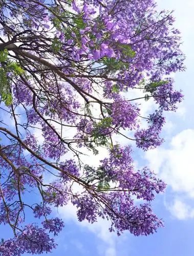 阳光下的蓝花楹