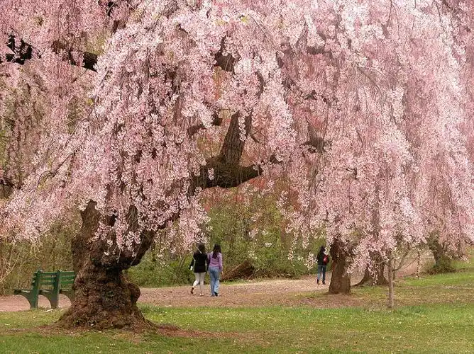 cherry-blossom-tree