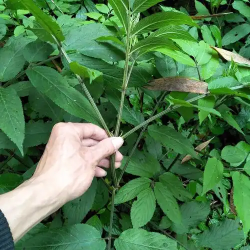 川牛膝的功效与作用及禁忌川牛膝的药理作用