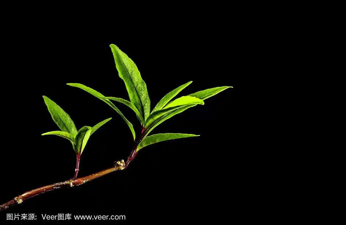 长而细长的叶形热带雨林植物在黑色的背景