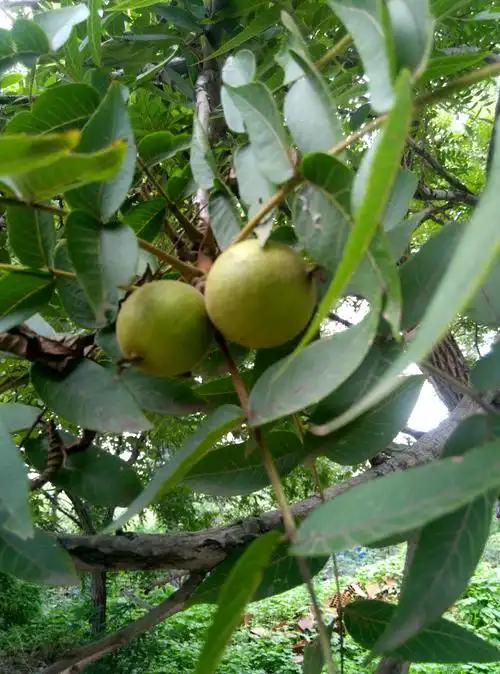 太行中草药三十九集三山收编