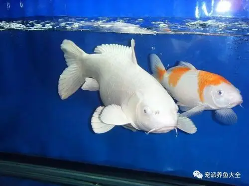 每日一鱼 | 白金锦鲤:体色雪白素雅犹如白金一般…_鳞片
