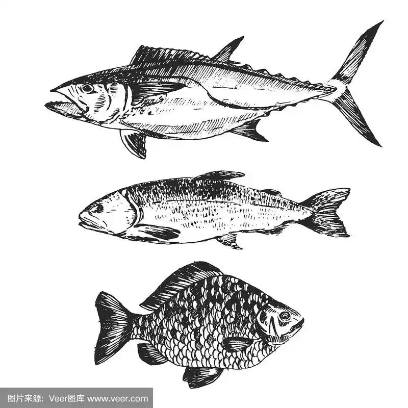 鱼素描-鲑鱼,鳟鱼,鲤鱼