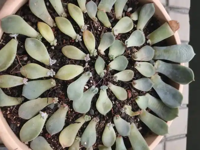 但是后来买的乒乓福娘一直不生根,叶片也不发芽生根,不知道怎么回事